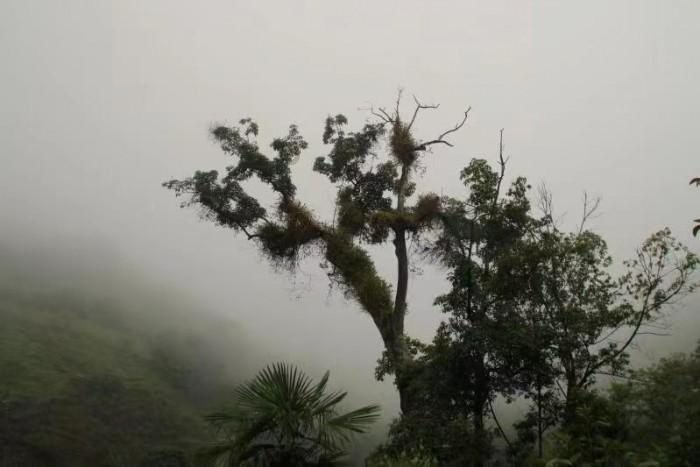 勇闯精灵大陆4